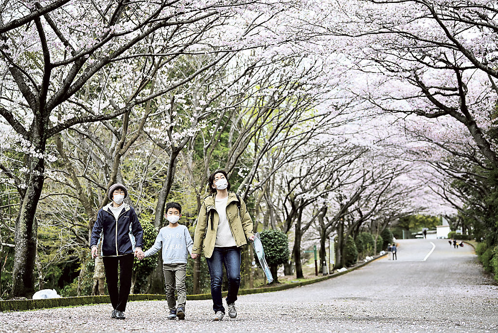 満開となった桜並木の下を歩く家族連れ＝沼津市足高の愛鷹広域公園