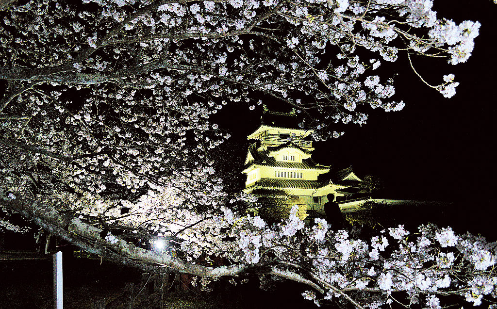小山城を背景に美しく浮かび上がる夜桜＝吉田町の能満寺山公園