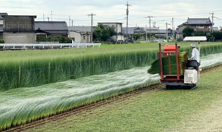 熊本県八代市内のイ草畑＝２０２２年７月（稲田近善さん提供）