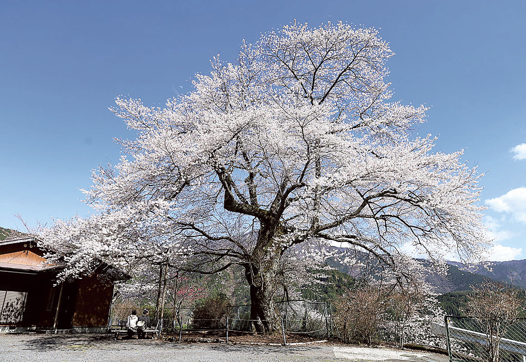 開花のピークを迎え、見頃となった一本桜＝浜松市天竜区水窪町