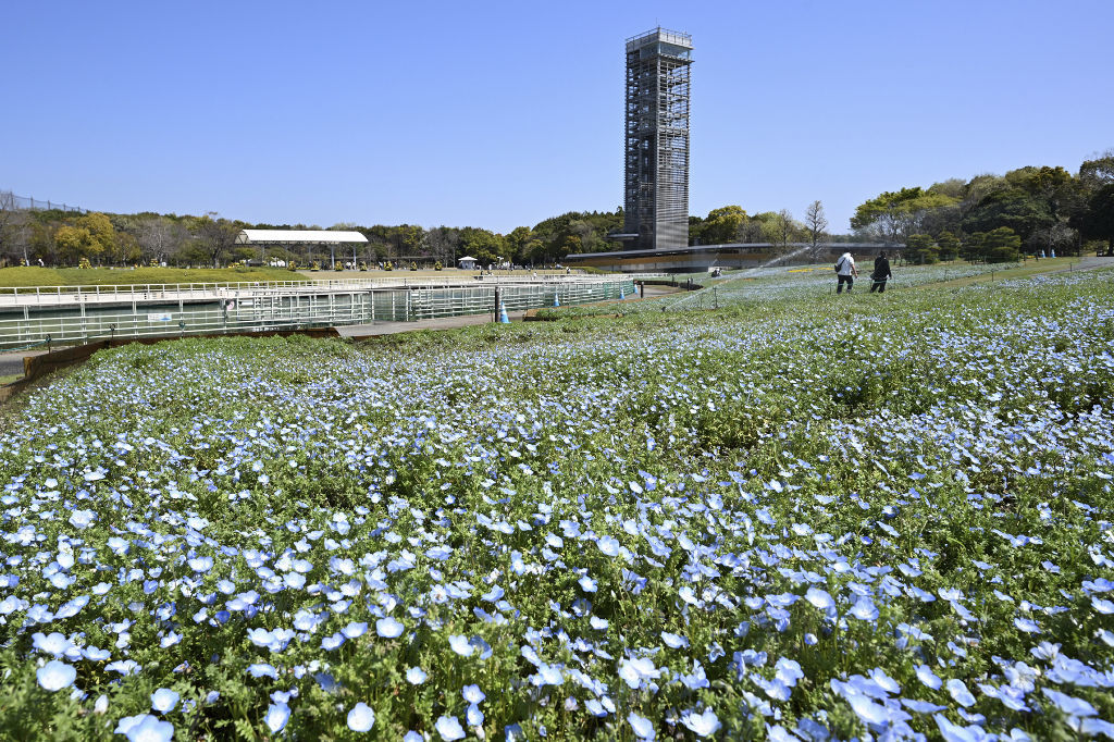 開花が進むネモフィラ畑。現在は三分咲き程度＝浜松市西区の浜名湖ガーデンパーク