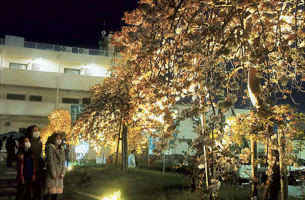 いわた回遊の道さくら会議が始めた桜のライトアップ＝磐田市今之浦