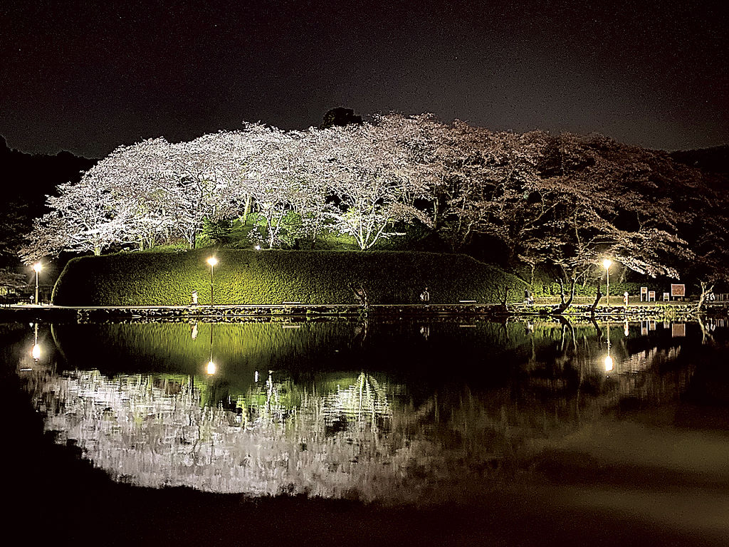夜にライトアップされた桜＝藤枝市の蓮華寺池公園