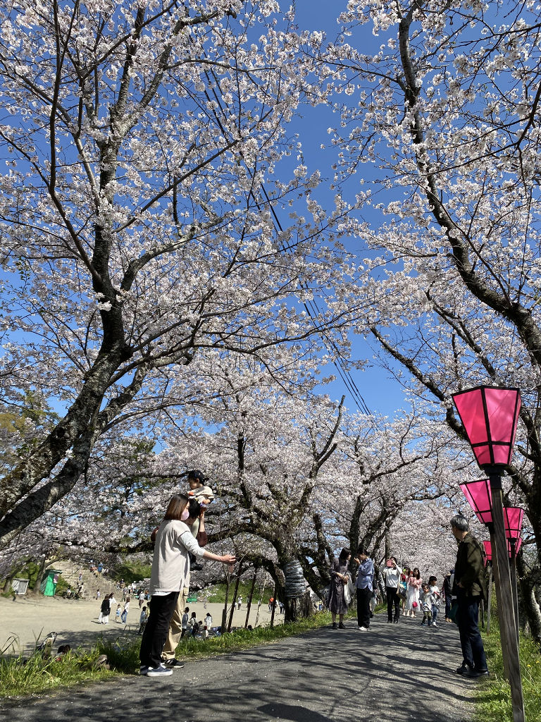 満開の桜を楽しむ観光客ら＝藤枝市内