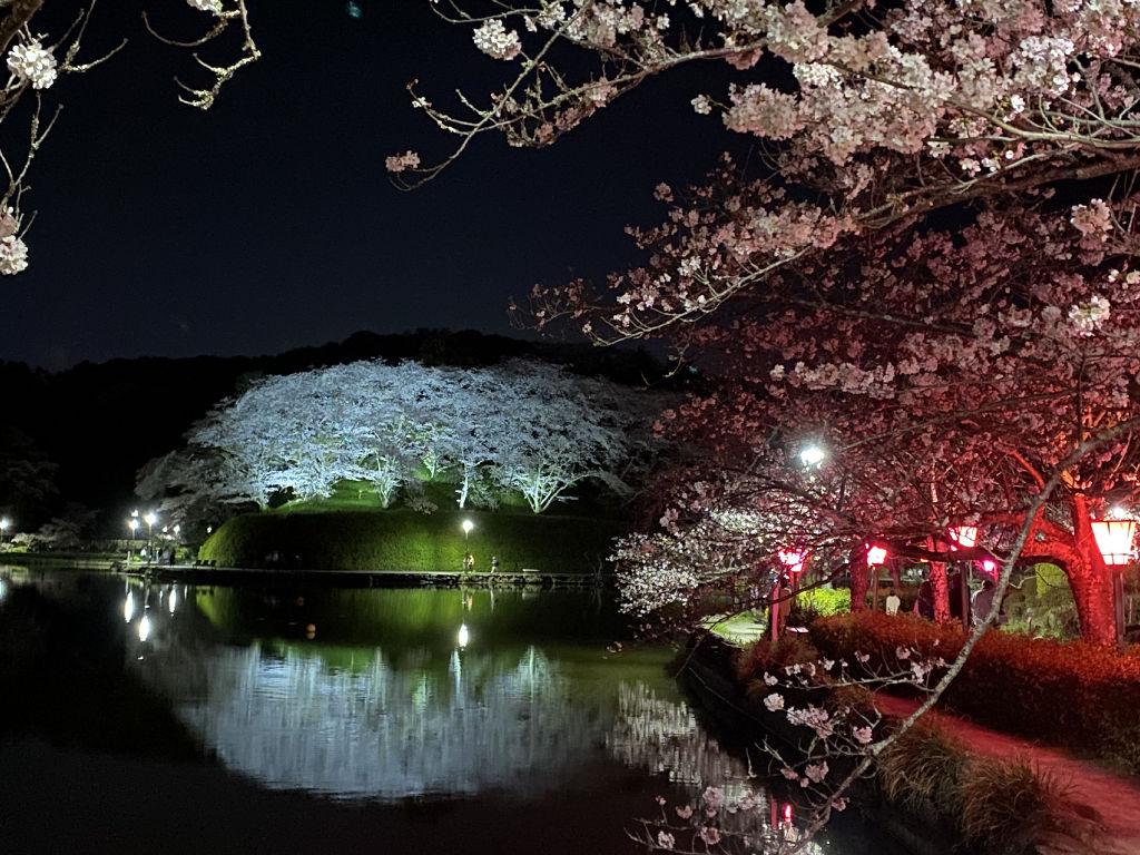 夜にライトアップされた桜＝藤枝市の蓮華寺池公園