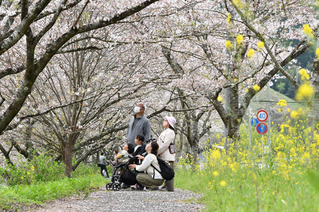 満開の桜と菜の花が共演する稲瀬川＝富士宮市内房