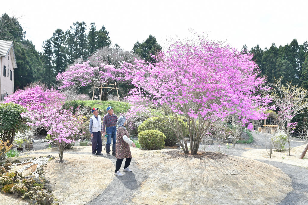 住民有志の手で整備されたミツバツツジの花が咲く庭＝富士宮市猪之頭