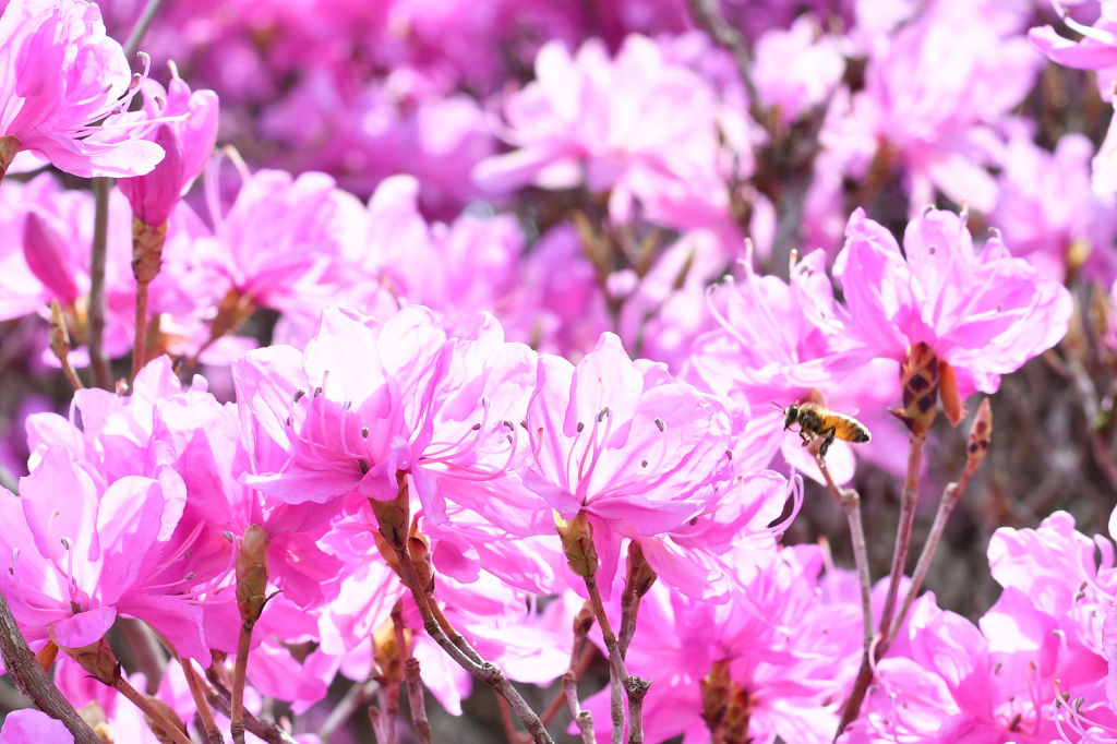 鮮やかに開花したミツバツツジ＝富士宮市猪之頭