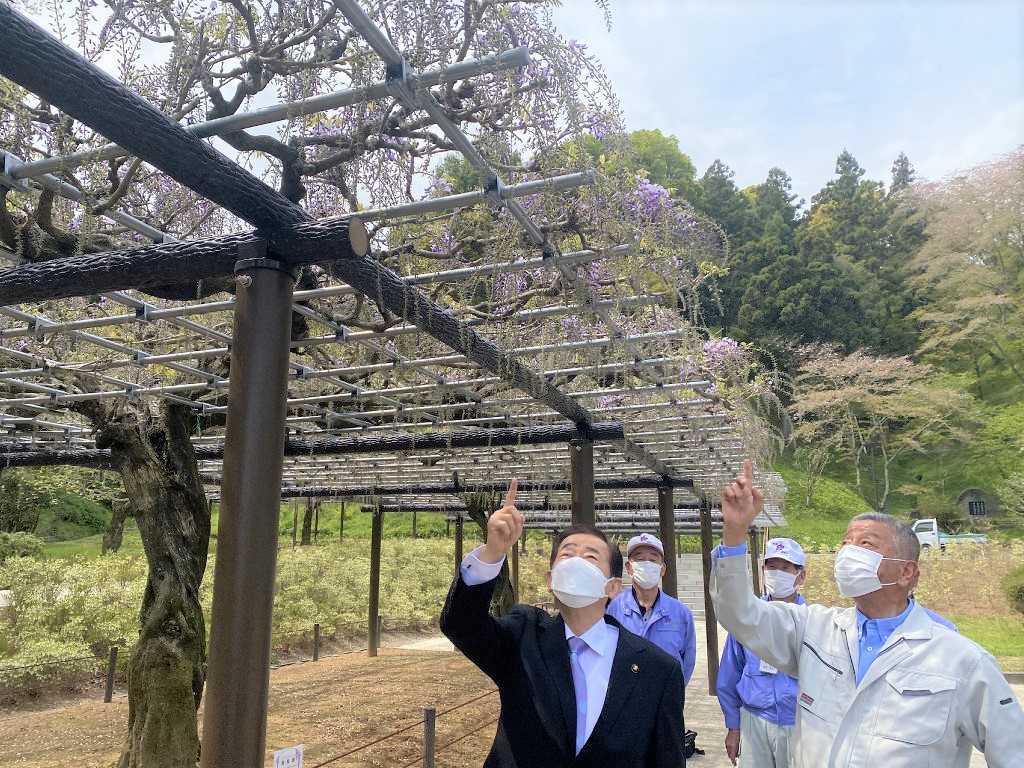 フジの花の開花を確認する北村市長（左）や大石県支部長ら＝藤枝市の蓮華寺池公園