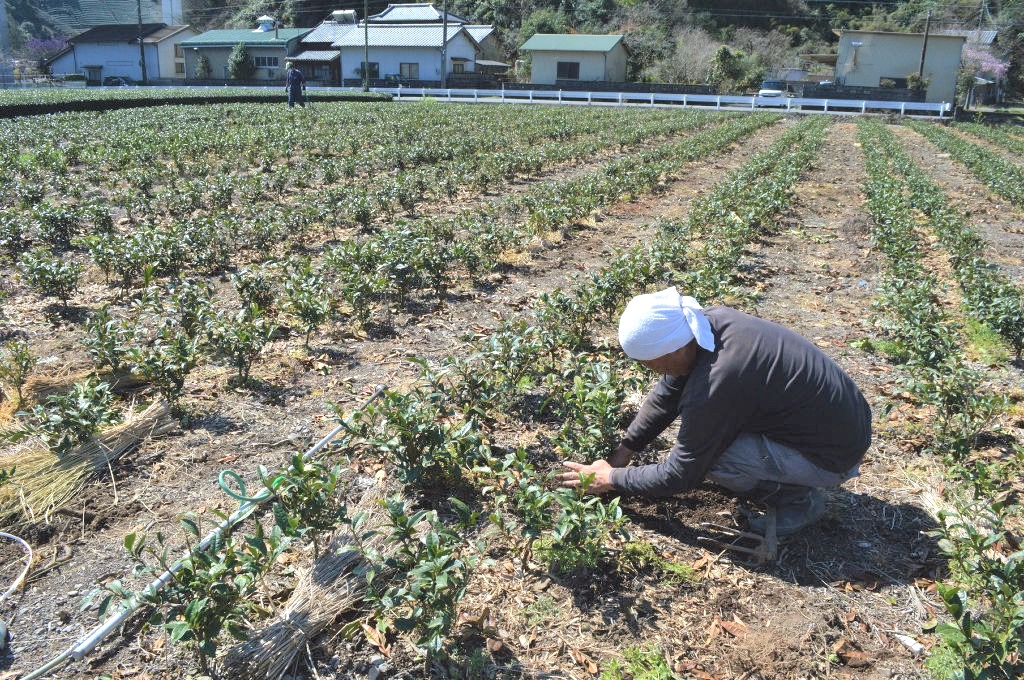 簡単に農作業ができるよう改植が進む農地＝３月下旬、静岡市葵区内牧