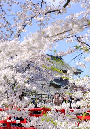 青森県弘前市の弘前公園で満開となった桜を楽しむ人たち＝２０２２年４月２３日