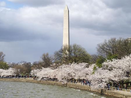 ２０２２年３月、米首都ワシントンのタイダルベイスン沿いにある桜の並木。奥はワシントン記念塔（共同）