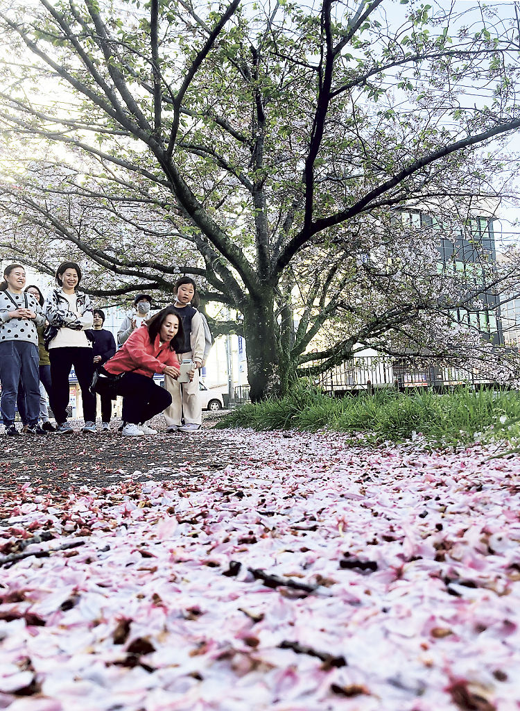 道を埋めた桜の花びらを楽しむ参加者＝三島市