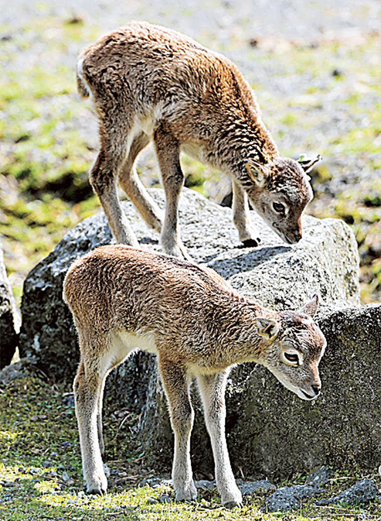 大特価 メンズ ソックス ゼブラ しまうま きりん 動物 アニマル柄