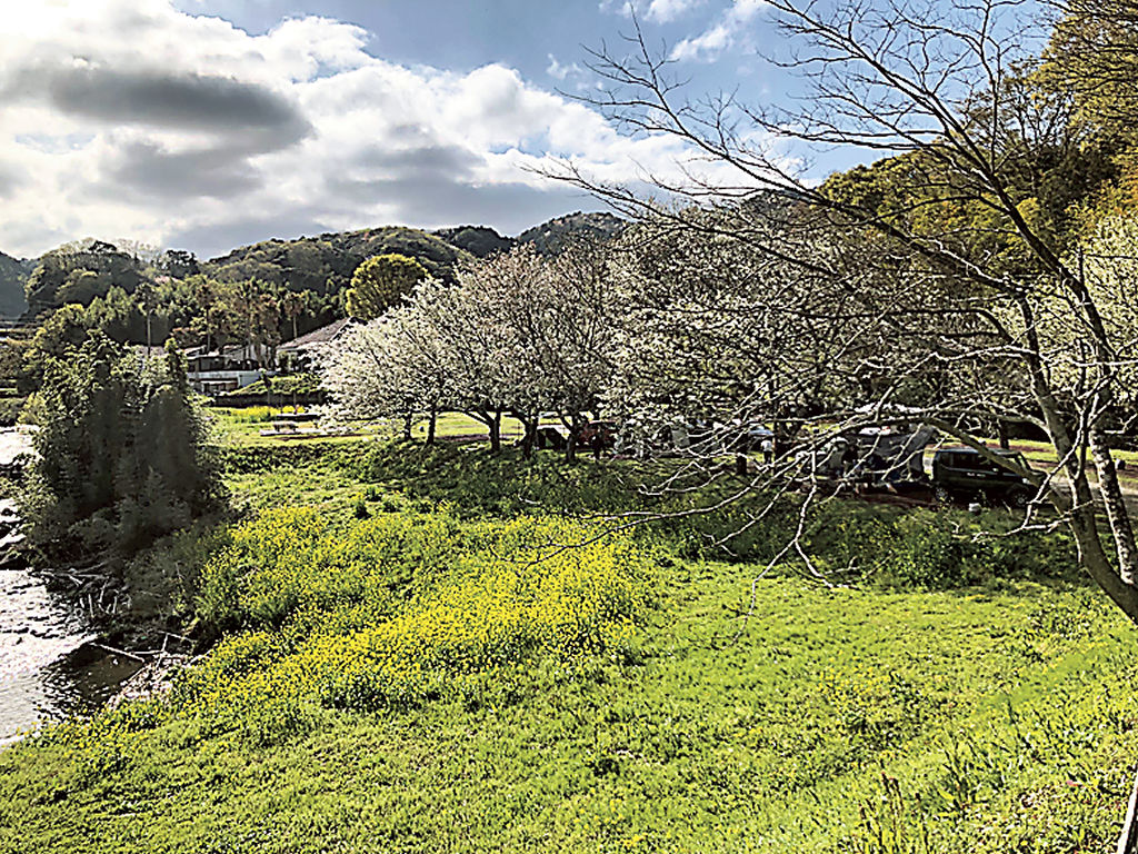 山桜や菜の花が咲き誇る狩野川沿いの敷地＝伊豆市大平