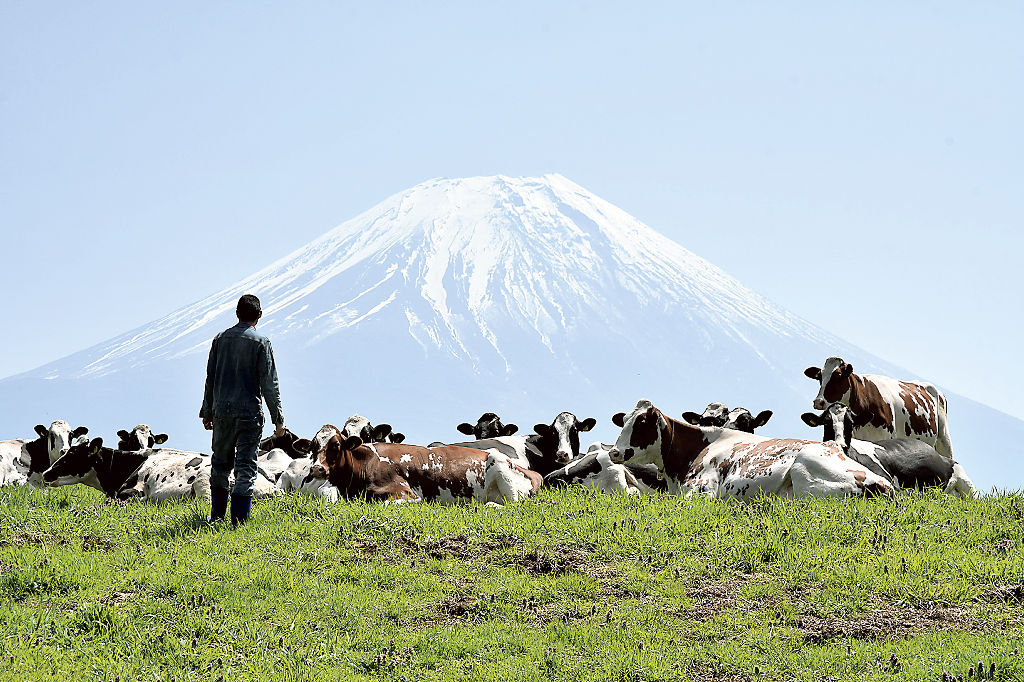 富士山麓の牧草地で過ごす乳牛。牧場の経営悪化に歯止めがかからず、牧歌風景の存続が危ぶまれる＝富士宮市根原