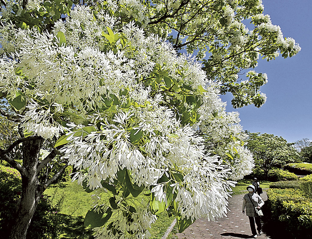 青空と新緑に映えるヒトツバタゴの花＝静岡市葵区の城北公園