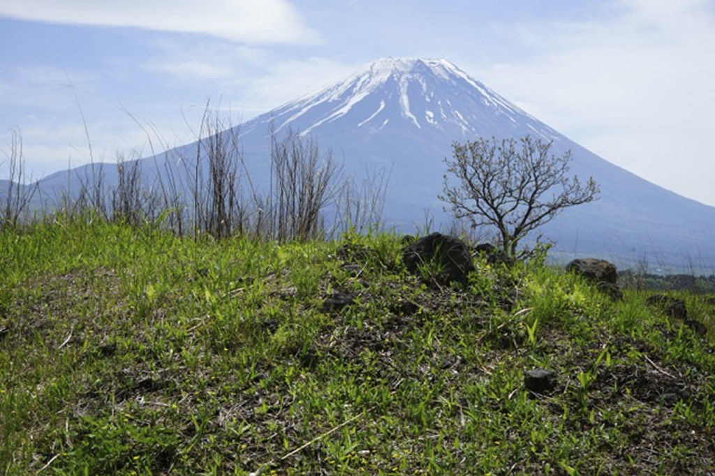 富士山麓を北限とする＝富士宮市の朝霧高原