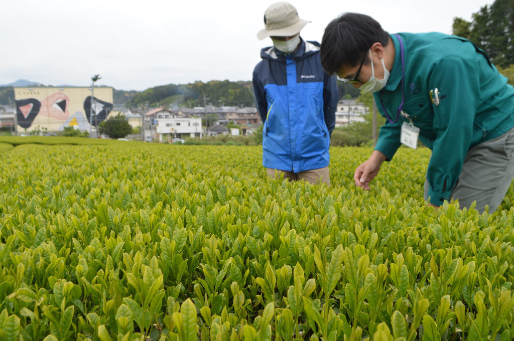 土にバイオ炭を混ぜた茶園で一番茶の生育を調査するＪＡ職員ら＝２４日午後、菊川市西方