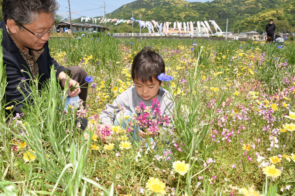 花摘みを楽しむ子ども＝松崎町那賀