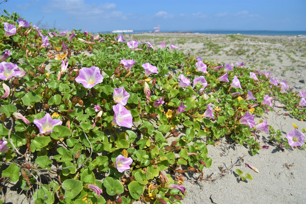 華麗な薄紫色のハマヒルガオ。砂浜を彩っている＝御前崎市御前崎