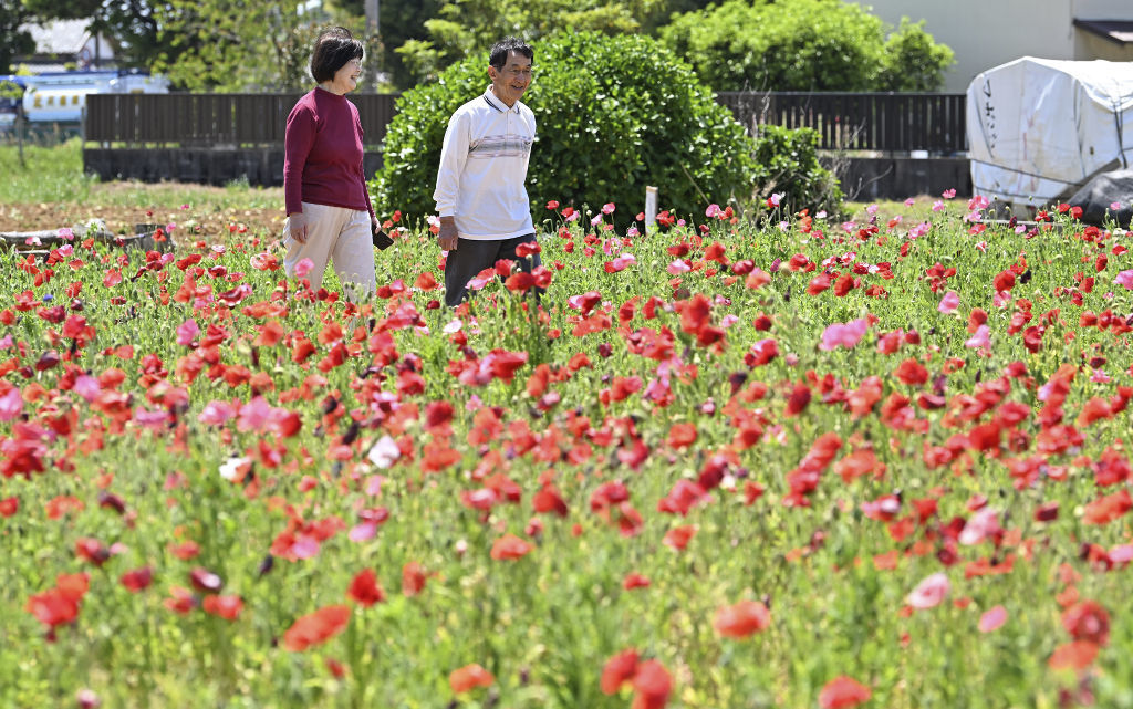 赤やピンクの花を咲かせたポピー＝浜松市西区神原町