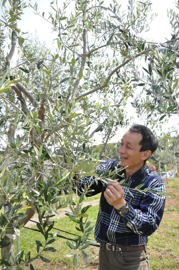 オリーブの葉を収穫する金成さん＝沼津市柳沢