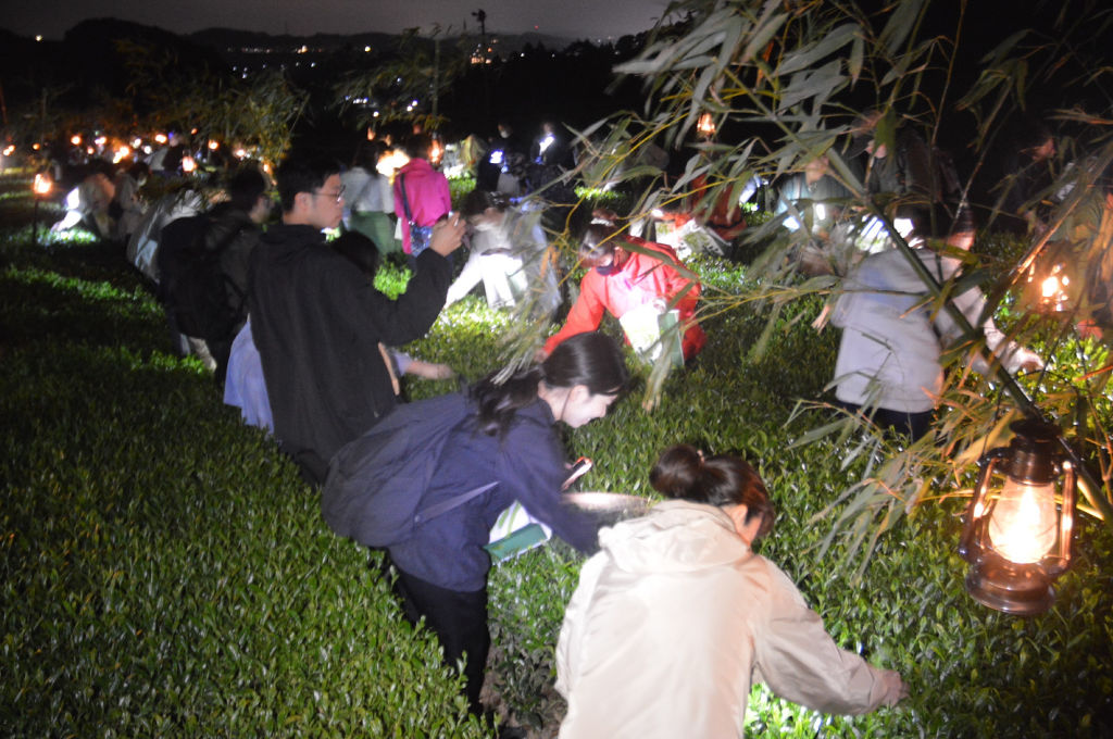 ランタンの明かりに照らされた茶園で収穫を楽しむ参加者＝掛川市五明