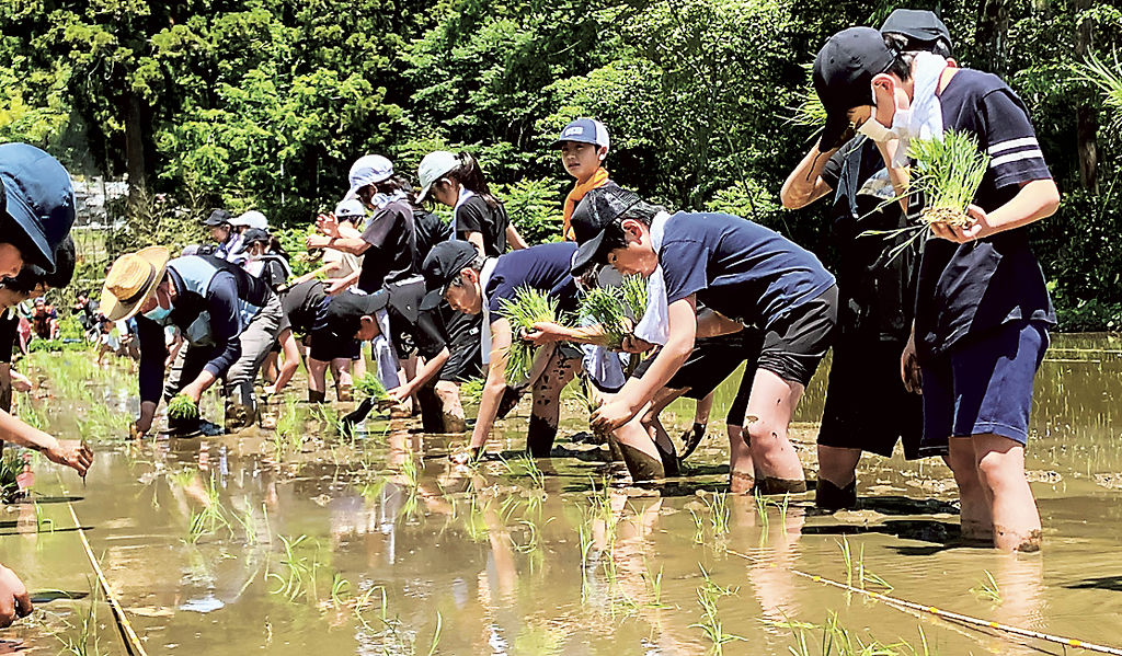 泥の感触を楽しみながら苗を手植えする児童ら＝小山町湯船