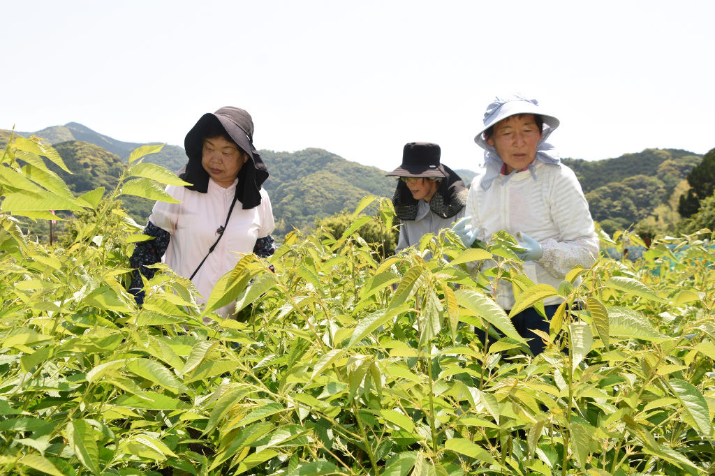 桜葉の収穫作業に励む住民ら＝松崎町岩科南側
