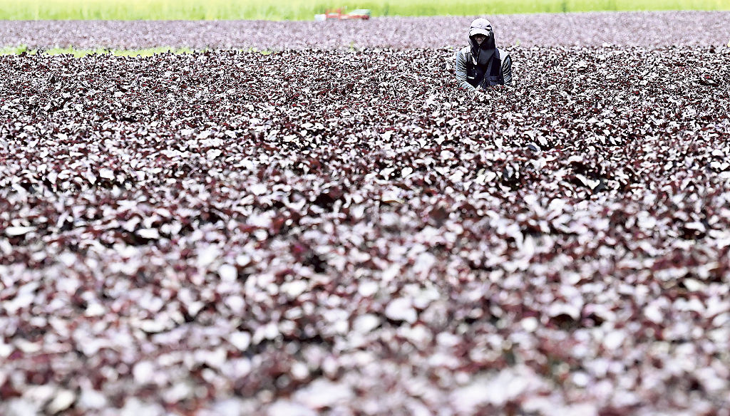 収穫期を迎え、一面が濃い紫色に染まる赤シソ畑＝磐田市惣兵衛下新田
