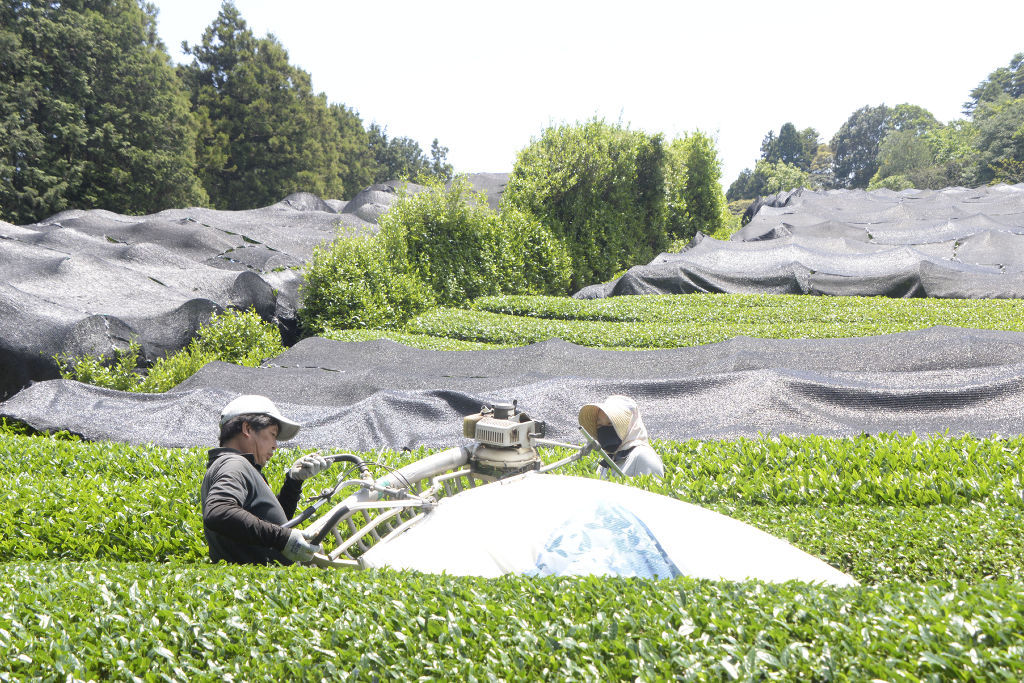黒色の覆いをかけた茶園で摘採する青羽根製茶生産組合茶工房たくみの生産者。茶葉は海外にも出荷されている＝５月、藤枝市岡部町
