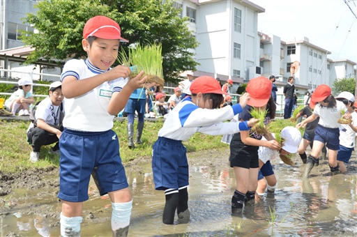 丁寧にもち米の苗を植え付ける児童ら＝浜松市南区飯田町（写真の一部を加工しています）