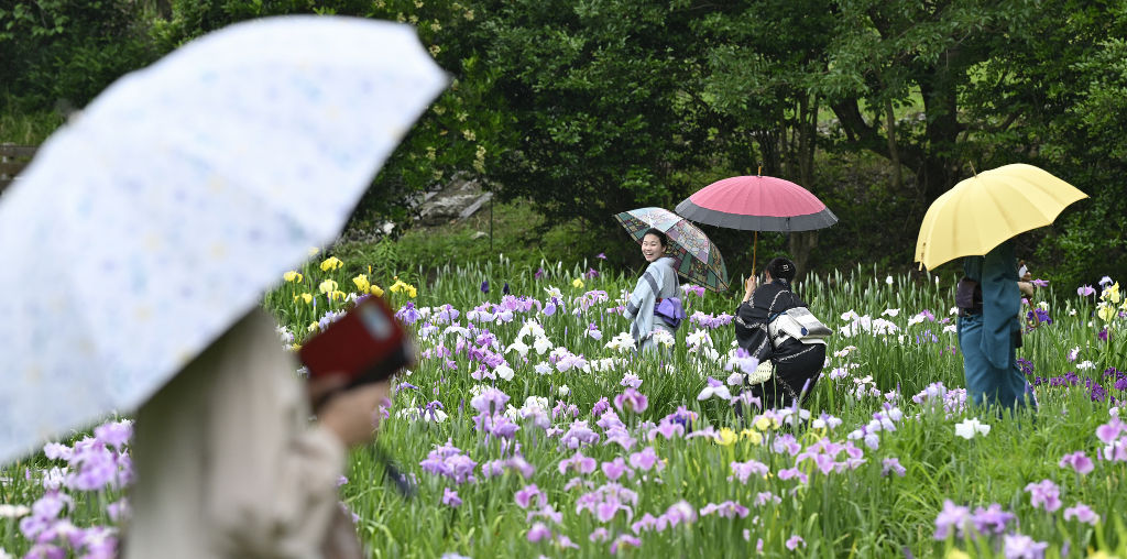 見頃を迎えたハナショウブを傘を差して楽しむ人たち＝２９日午後、森町の小国神社