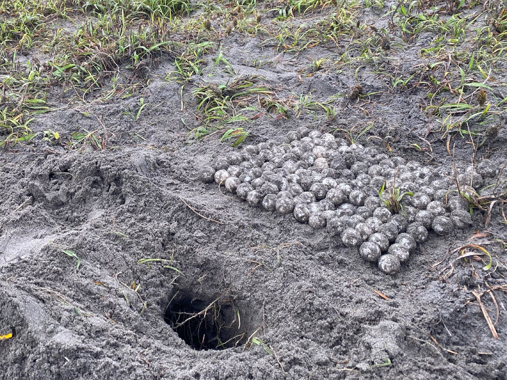 遠州灘海岸で確認されたアカウミガメの巣穴と卵（ＮＰＯ法人サンクチュアリエヌピーオー提供）