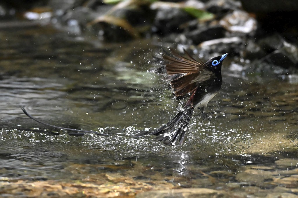水中に飛び込み水浴びをするサンコウチョウの雄＝５月下旬、静岡市内