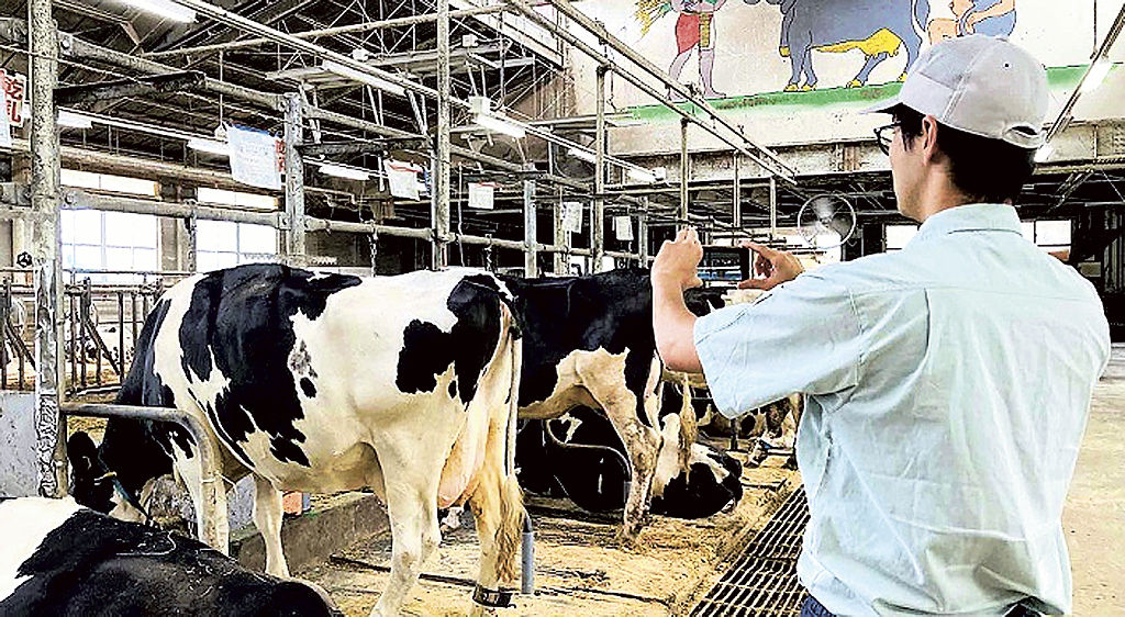 画像から乳牛の体重を推定する人工知能開発を目指し、データ収集する職員＝２０２１年８月、富士宮市の県畜産技術研究所（同研究所提供）