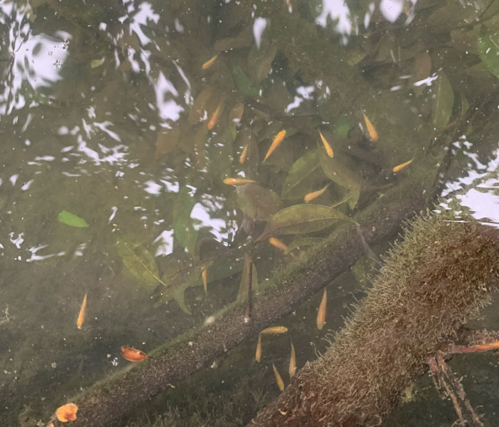 池で元気に泳ぐニシキゴイの赤ちゃん＝伊豆市の土肥金山