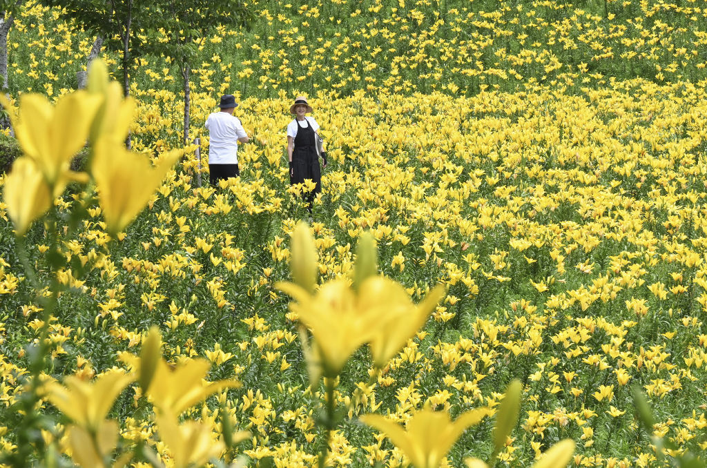 一面に咲き誇るユリの花＝袋井市の可睡ゆりの園