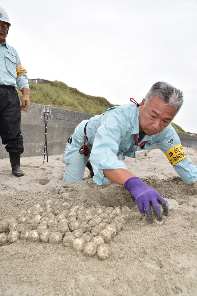 アカウミガメの卵を砂浜から掘り起こす福田さん＝６日午前６時ごろ、御前崎市池新田