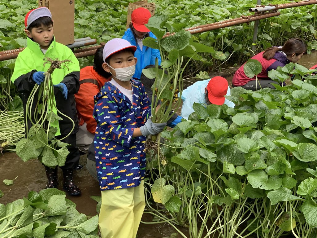 ワサビの収穫を体験する児童＝伊豆市湯ケ島