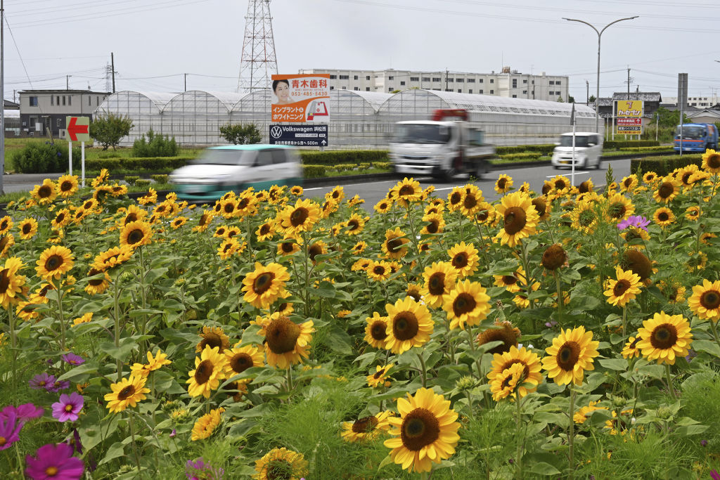 幹線道路沿いで満開を迎えているヒマワリ畑＝浜松市西区大人見町