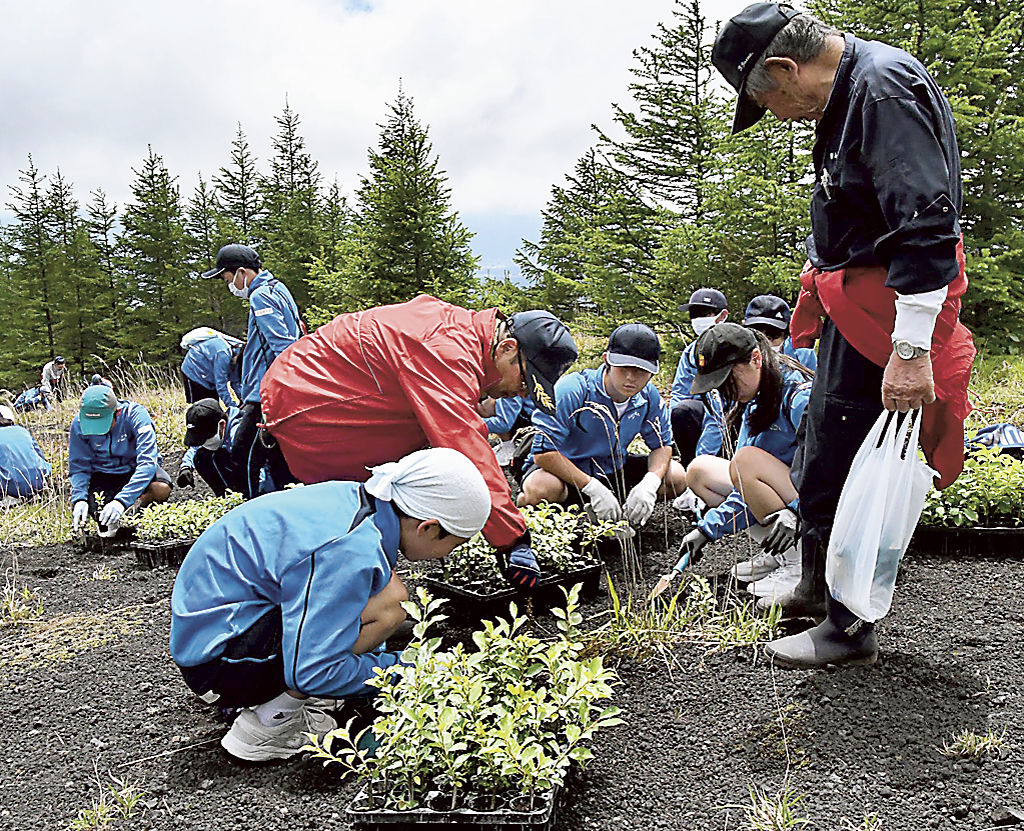 バッコヤナギの苗木を植えるメンバーと生徒ら＝御殿場市の富士山御殿場口新５合目
