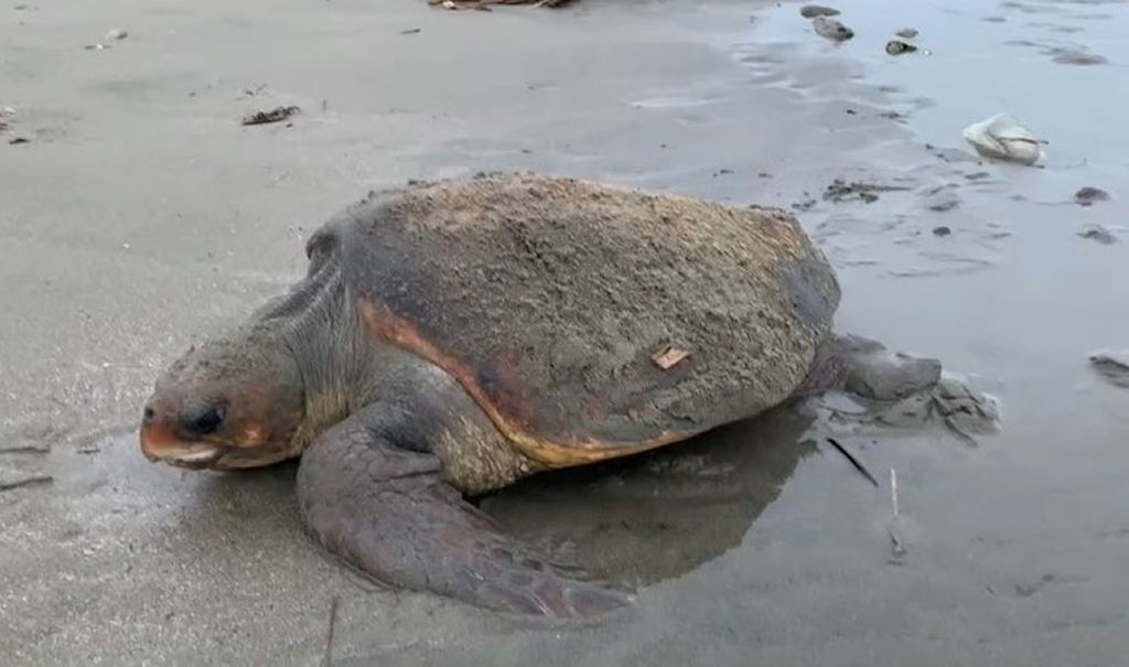 御前崎市の下岬海岸で１２日に上陸したアカウミガメ。運が良ければ遭遇できる（曽根さん提供）