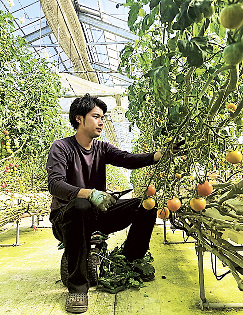 ミニトマトの摘葉作業を行う小林宏敏さん