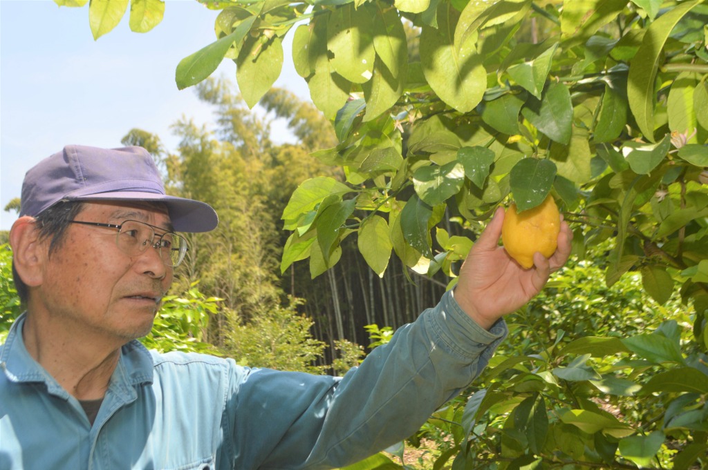 熱海発祥」レモン特産に 栽培面積拡大、所得向上へ 静岡県東部農家と