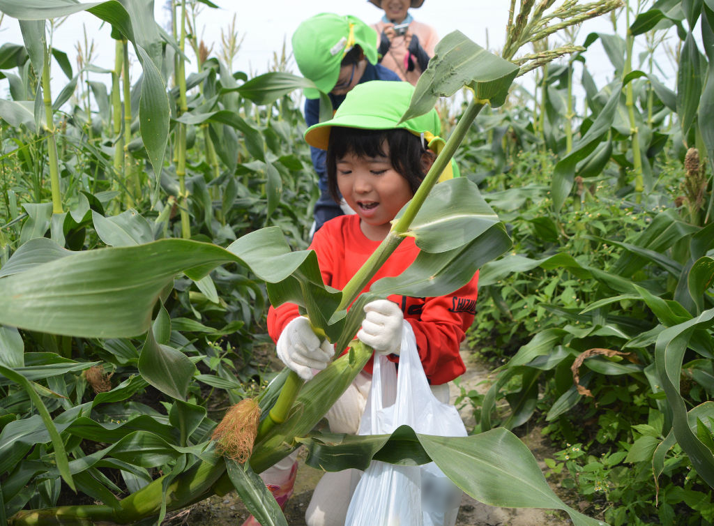 トウモロコシを力いっぱい引っ張る園児＝磐田市（写真の一部を加工しています。）
