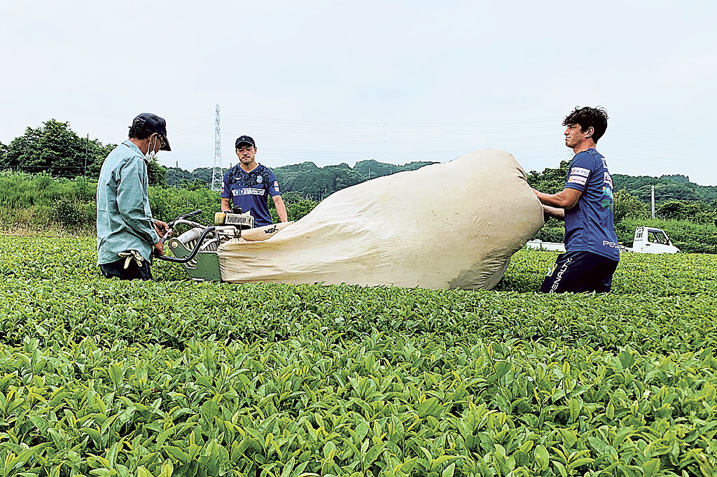 機械で茶の収穫を体験する選手＝沼津市平沼