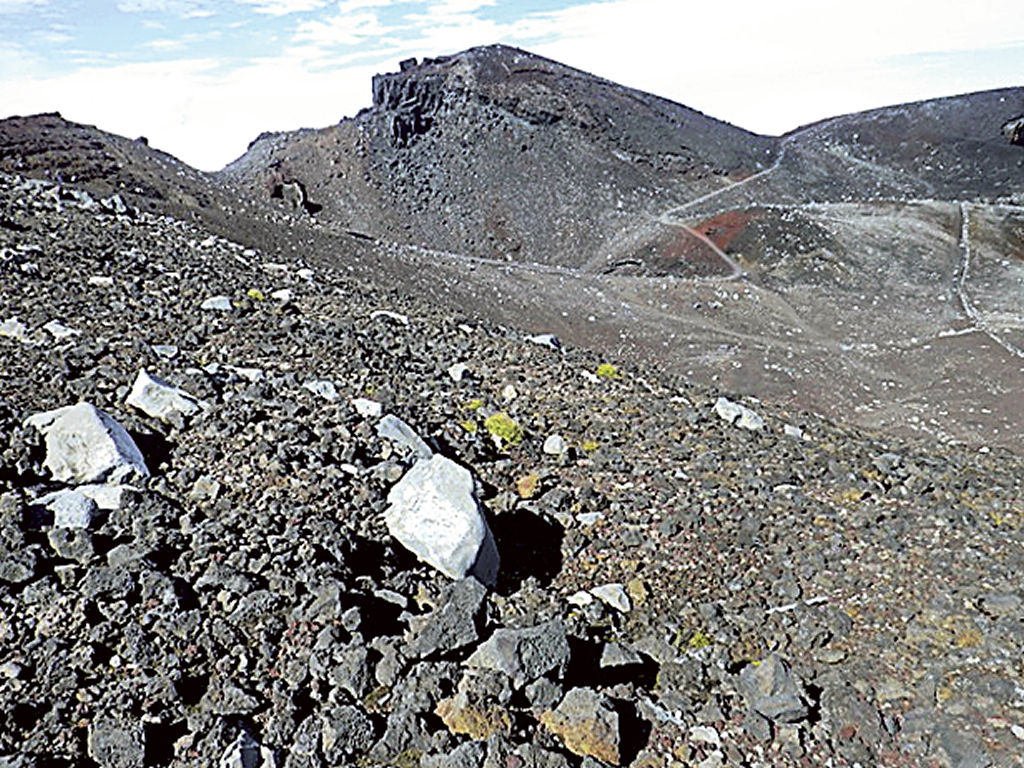 富士山頂に登った種子植物イワスゲは厳しい岩肌に点在する