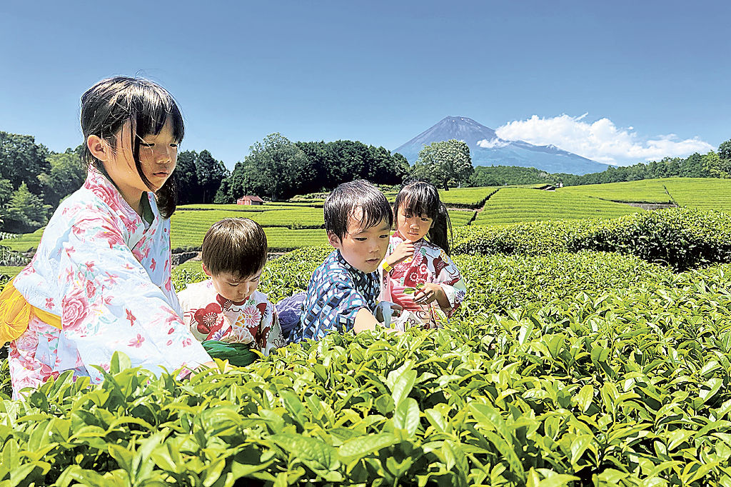茶葉を摘み取る子どもたち＝富士市の大淵笹場